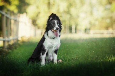 Collie 'nin köpeği şehir parkında yürüyor. Köpek eğlencesi. Sevimli hayvan. Köpek numaraları. Akıllı evcil köpek cinsi