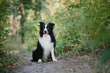 Collie 'nin köpeği şehir parkında yürüyor. Köpek eğlencesi. Sevimli hayvan. Köpek numaraları. Akıllı evcil köpek cinsi