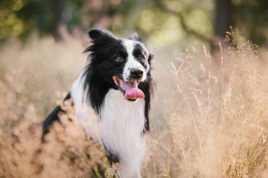 Collie 'nin köpeği şehir parkında yürüyor. Köpek eğlencesi. Sevimli hayvan. Köpek numaraları. Akıllı evcil köpek cinsi