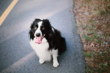 Collie 'nin köpeği şehir parkında yürüyor. Köpek eğlencesi. Sevimli hayvan. Köpek numaraları. Akıllı evcil köpek cinsi