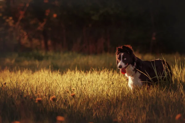 Прикордонна Собака Коллі Гуляє Міському Парку Собака Весело Мила Тварина — стокове фото