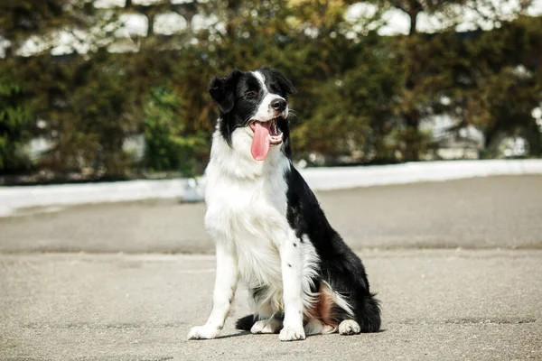Συνοριακός Σκύλος Που Περπατάει Στο Πάρκο Της Πόλης Διασκέδαση Σκύλου — Φωτογραφία Αρχείου