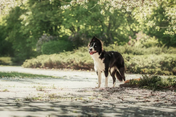边境牧羊犬在城市公园散步 狗的乐趣 可爱的宠物 狗的把戏 聪明的家养狗 — 图库照片