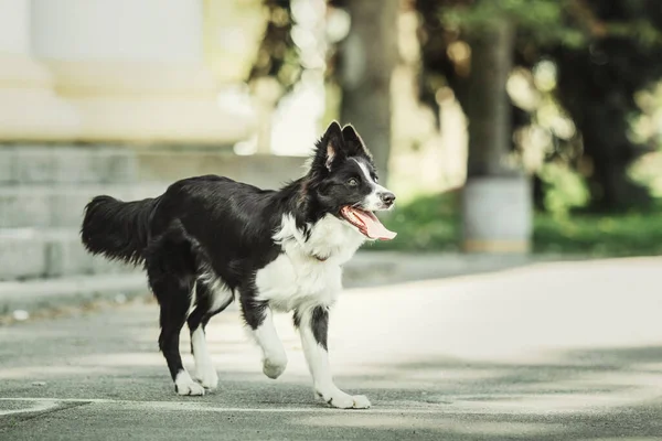 Collie Nin Köpeği Şehir Parkında Yürüyor Köpek Eğlencesi Sevimli Hayvan — Stok fotoğraf