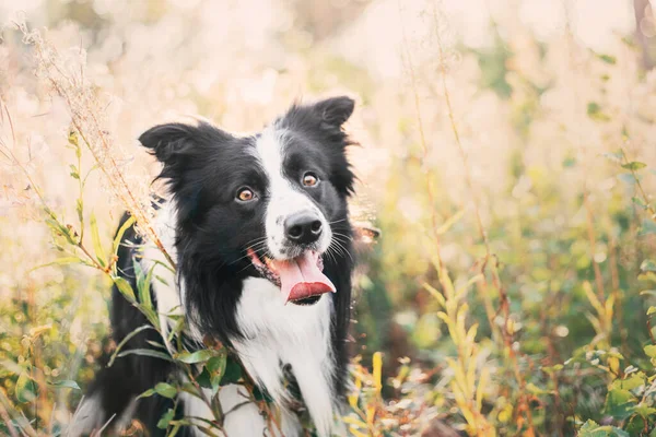 Anjing Perbatasan Collie Berjalan Taman Kota Anjing Menyenangkan Hewan Peliharaan — Stok Foto