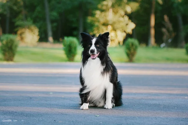 ボーダー コリー犬が市内公園を歩く 犬の楽しみ 可愛いペット 犬のトリック 賢い犬の品種 — ストック写真