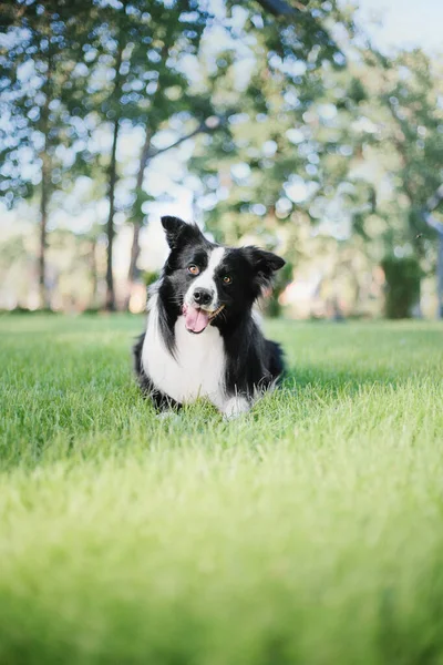 边境牧羊犬在城市公园散步 狗的乐趣 可爱的宠物 狗的把戏 聪明的家养狗 — 图库照片