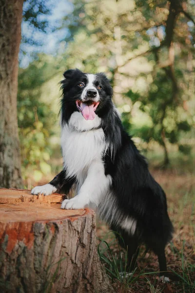 Border Collie Dog Walking City Park Dog Fun Cute Pet — Stock Photo, Image