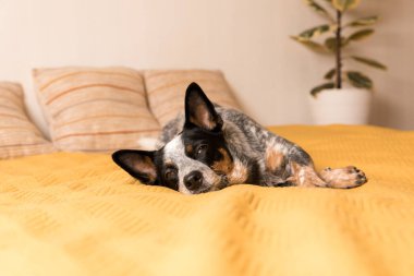 Sarı battaniyeli bir yatağa uzanmış mavi bir düve köpeği. Köpekle hayat. Evcil hayvan dostu ev