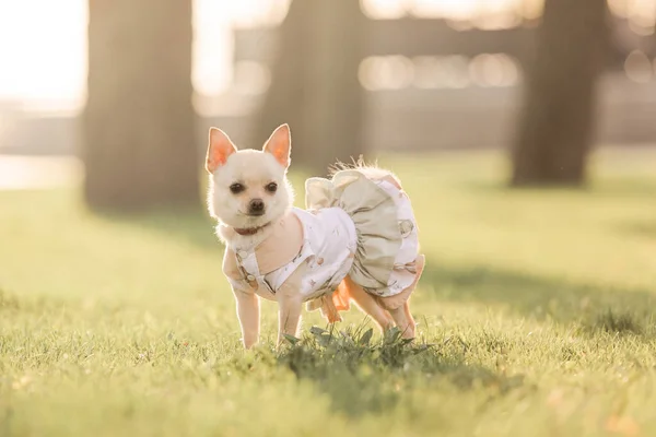 Маленькая Чихуахуа Собака Платье Стоит Поле — стоковое фото