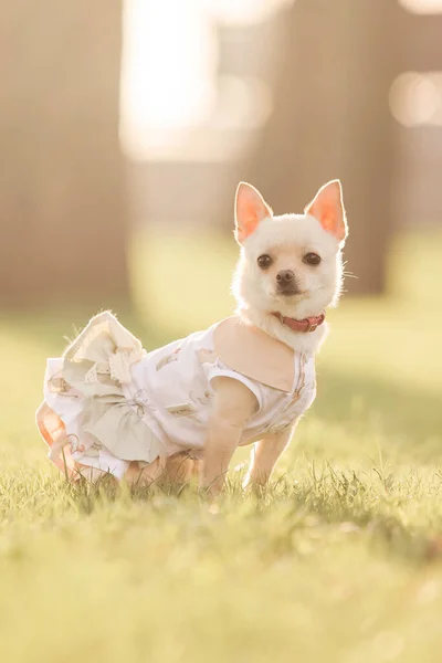 Μικρό Σκυλί Chihuahua Ένα Φόρεμα Στέκεται Ένα Πεδίο — Φωτογραφία Αρχείου