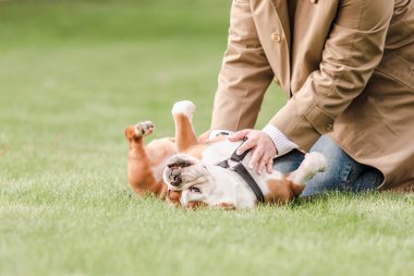 Çimlerin üzerinde yuvarlanan bir bulldog