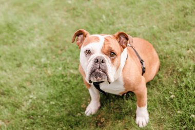 Bulldog parkta çimlerde oynuyor.