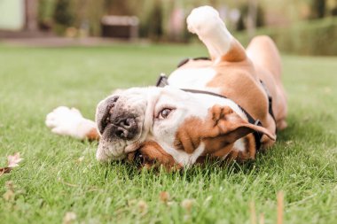 Çimlerin üzerinde yuvarlanan bir bulldog