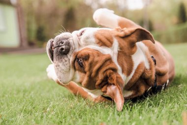 Çimlerin üzerinde yuvarlanan bir bulldog