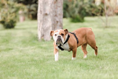 Bulldog parkta çimlerde oynuyor.
