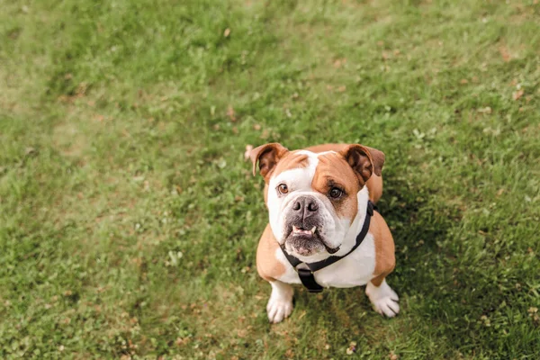 Bulldogge Spielt Auf Dem Rasen Park — Stockfoto