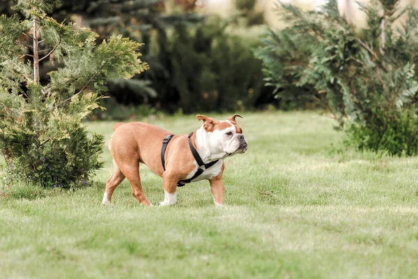 Bulldog parkta çimlerde oynuyor.