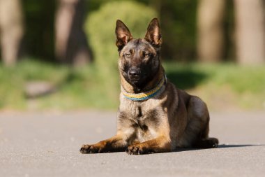 Arazide sarı yakalı Belçika Malinois köpeği