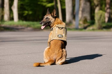 Parkta yelek giyen Malinois köpeği. Polis köpeği. Bekçi köpeği. Köpek tasması.