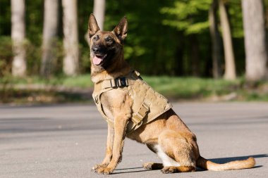 Parkta yelek giyen Malinois köpeği. Polis köpeği. Bekçi köpeği. Köpek tasması.