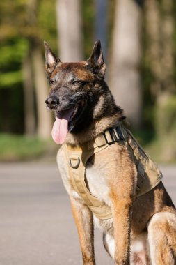 Parkta yelek giyen Malinois köpeği. Polis köpeği. Bekçi köpeği. Köpek tasması.