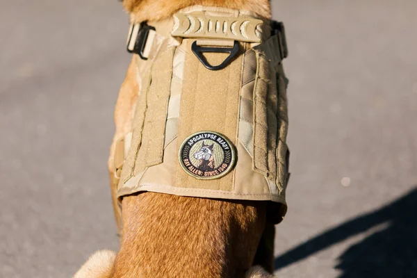 Malinois Dog Wearing Vest Park Police Dog Guard Dog Dog — Stock Photo, Image