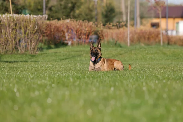 Belgian malinois dog with a yellow collar in a field