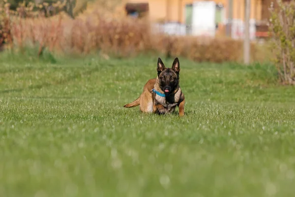 Anjing Belgia Malinois Dengan Kerah Kuning Lapangan — Stok Foto