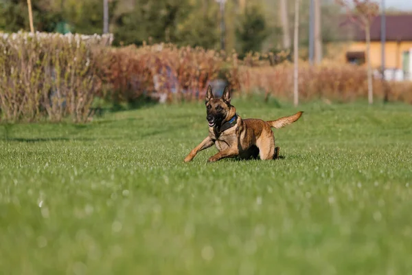Belgian Shepherd Dog Running Field — Stock Photo, Image