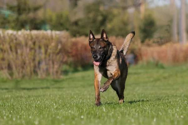 Belgischer Schäferhund Läuft Auf Einem Feld — Stockfoto