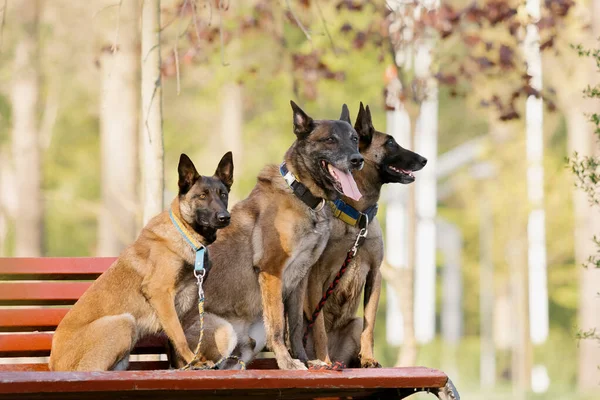 Три Бельгійські Пси Сидять Лавці — стокове фото