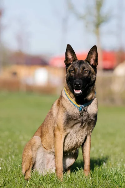 Belgischer Malinois Hund Mit Gelbem Halsband Auf Einem Feld — Stockfoto