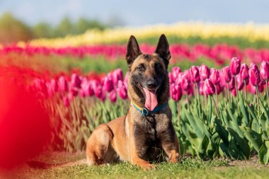 Güzel Malinois köpeği renkli lale tarlasının tadını çıkarıyor. Sadık yoldaşımızın dingin çiçeklerin arasında sakince oturduğu sakin bir ortam..