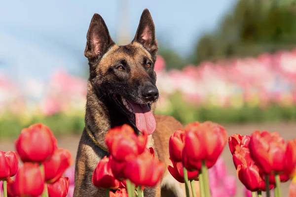 Mooie Malinois Hond Genietend Van Een Kleurrijk Veld Van Tulpen — Stockfoto