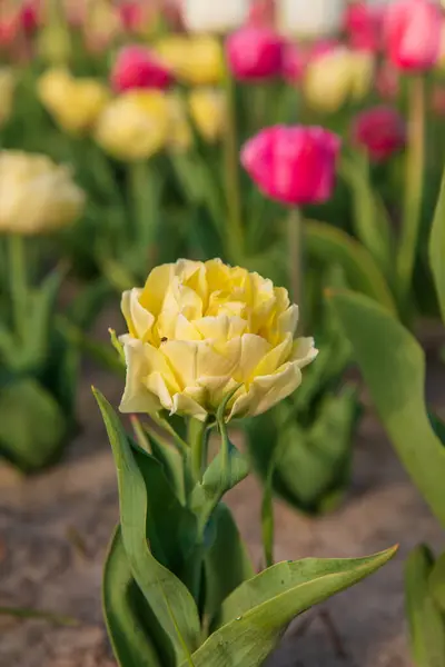 Поле Барвистих Тюльпанів Саду — стокове фото