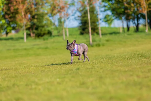 Franse Bulldog Hond Loopt Door Een Veld Van Tulpen — Stockfoto