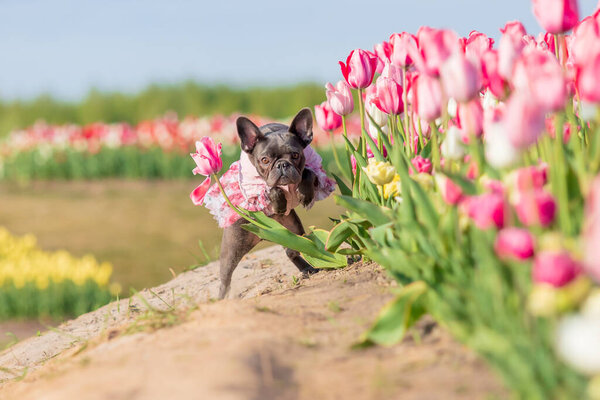 Adorable French bulldog in a colorful field of tulips with vibrant hues Dressed dog Dog clothes