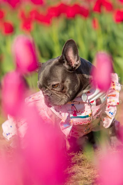 Uroczy Buldog Francuski Kolorowym Polu Tulipanów Żywymi Odcieniami Ubrany Pies — Zdjęcie stockowe