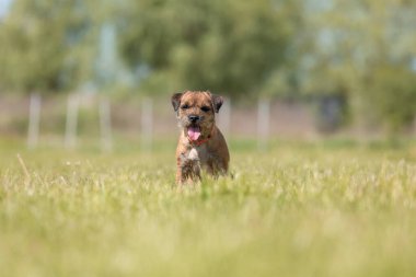 Tarladaki şirin safkan sınır köpeği.