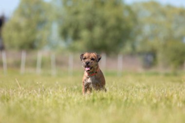 Tarladaki şirin safkan sınır köpeği.