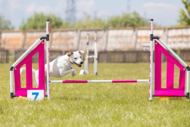 Melez köpek çeviklik kursunun engellerinden atlıyor.