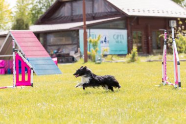 Köpek çeviklik kursunun engellerinden atlıyor. Çeviklik yarışması, köpek sporu