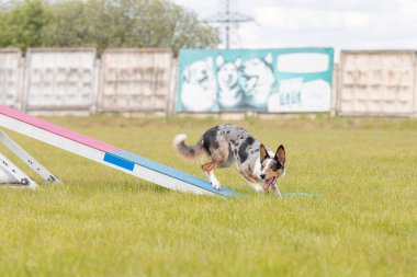 Köpek, temas bölgesiyle birlikte çeviklik engelli köpek yürüyüşü yapıyor. Çeviklik