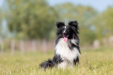 Sheltie köpeği çimlerde koşuyor.
