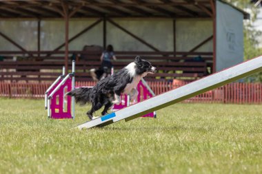 Köpek, temas bölgesiyle birlikte çeviklik engelli köpek yürüyüşü yapıyor. Çeviklik