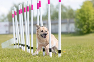 Çeviklik rotasında dokuma boyunca koşan köpek yatay.