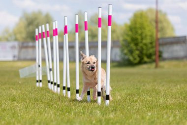 Çeviklik rotasında dokuma boyunca koşan köpek yatay.