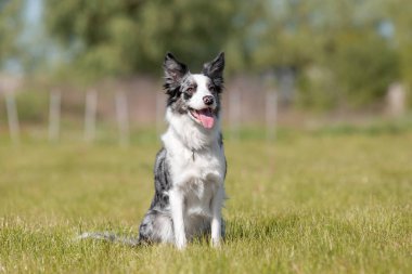 Sınır çoban köpeği çimenlerde koşuyor