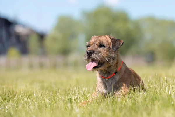 Cute purebred border terrier dog at the field